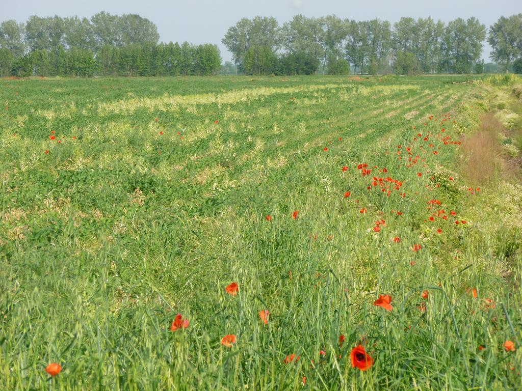 San Giorgio di Mantova Agriturismo Corte Rocca מראה חיצוני תמונה